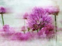 Alliumblüte by claudiag