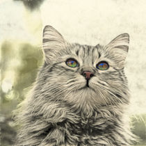 Mit leuchtenden Augen...Porträt einer Katze by pahit