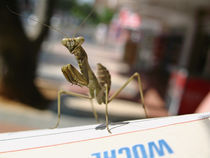 Little mantis lost in town by pahit