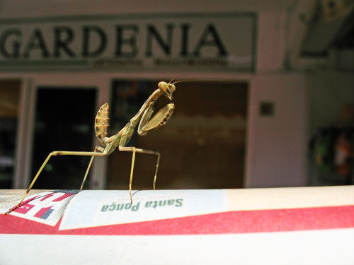 Little-mantis-lost-in-town-2