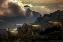 Sheep on top by Stein Liland