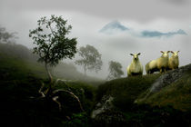 Cuorious sheep in a foggy landscape by Stein Liland