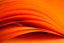 orange by filipo-photography