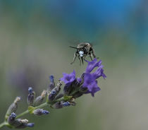 bee flying by emanuele molinari