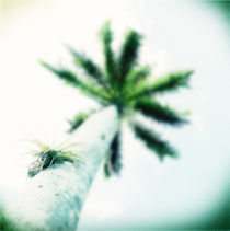 Dreams of a Palm Tree von Sookie Endo
