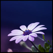 African Daisy by Tony Bedford
