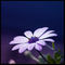 Purpleflower2