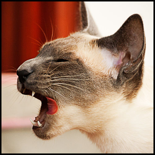Cat-yawn