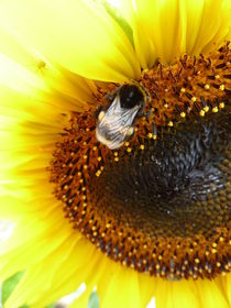 Sonnenblume mit Biene by regenbogenfloh