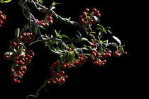 Bonsai, Berries von Soumen Nath