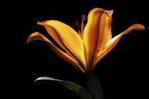 Lily - Flower von Soumen Nath