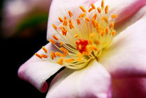 flower with flower by Sandeep Ramje