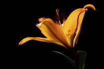Lily - Flower von Soumen Nath