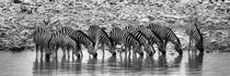 Zebras in Line von Jürgen Klust