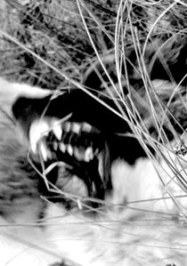 werewolf by Myr. Morr.