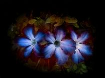 Drei Blüten Blau by claudiag