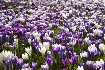 Purple and White Crocuses by tgigreeny