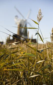 Wheat in Norfolk von tgigreeny