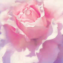 'Rosa' by AD DESIGN Photo + PhotoArt