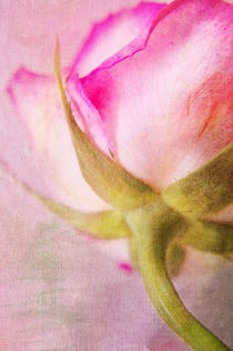 Lady rose von AD DESIGN Photo + PhotoArt