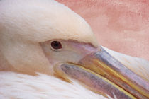 Pelikan von AD DESIGN Photo + PhotoArt