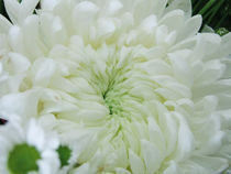 Chrysanthemum by reorom