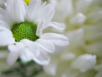 White flower by reorom