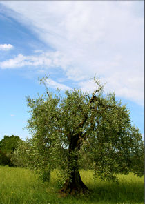 Olivenbaum - Olea europaea by pichris