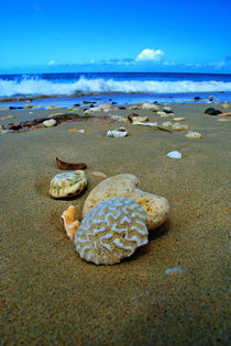 Seashells in St. Croix by Julie Hewitt