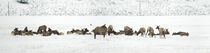 Elk in Snow von tgigreeny