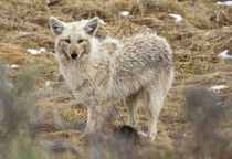 Coyote in Winter von tgigreeny