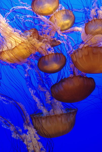 Jellyfish-dsc-6653