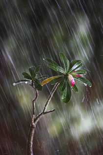 Rain, Plant, Monsoon by Soumen Nath
