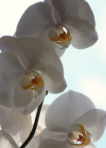 Orchideen 2 von Falko Follert