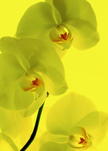 Orchideen Kunst Gelb von Falko Follert