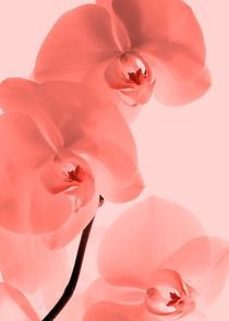 Orchideen Kunst Rot by Falko Follert