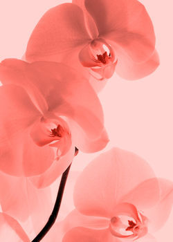 Orchideen-kunst-3