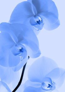 Orchideen Kunst Blau von Falko Follert