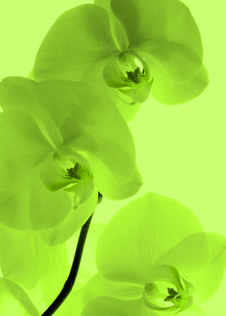 Orchideen-kunst-5
