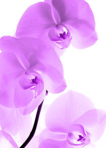 Orchideen Kunst Pink by Falko Follert