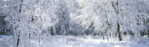 Winter, Forest, Yosemite National Park, California, USA by Panoramic Images