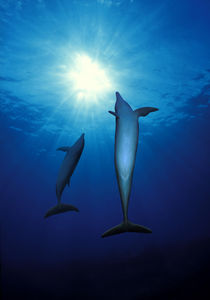 Bottle-Nosed dolphins (Tursiops truncatus) in the sea by Panoramic Images