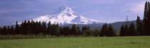 Field with a snowcapped mountain in the background, Mt Hood, Oregon, USA by Panoramic Images