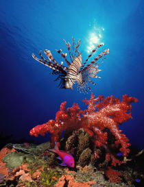 Lionfish) and Squarespot anthias with soft corals in the ocean von Panoramic Images