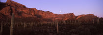 Cacti on a landscape, Organ Pipe Cactus National Monument, Arizona, USA by Panoramic Images