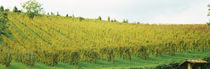 Vineyard, Apennines, Emilia-Romagna, Italy by Panoramic Images