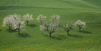 Blooming Cherry Trees on meadow Canton Zug Switzerland by Panoramic Images