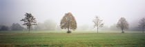 Fog covered trees in a field, Baden-Württemberg, Germany von Panoramic Images