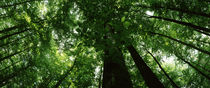 Low angle view of beech trees, Baden-Württemberg, Germany von Panoramic Images