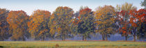 Trees in a garden, South Bohemia, Czech Republic by Panoramic Images